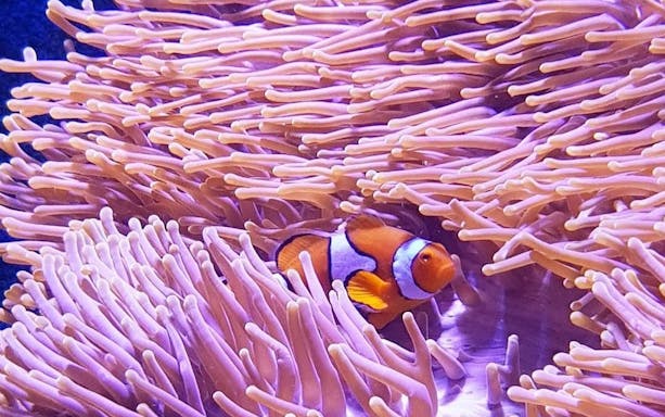 cairns aquarium general admission ticket-4