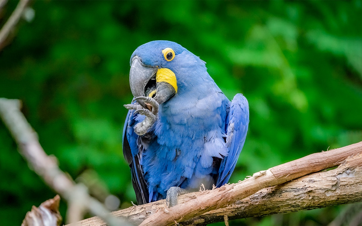 Hyacinth macaw perched on a branch at Warsaw ZOO.