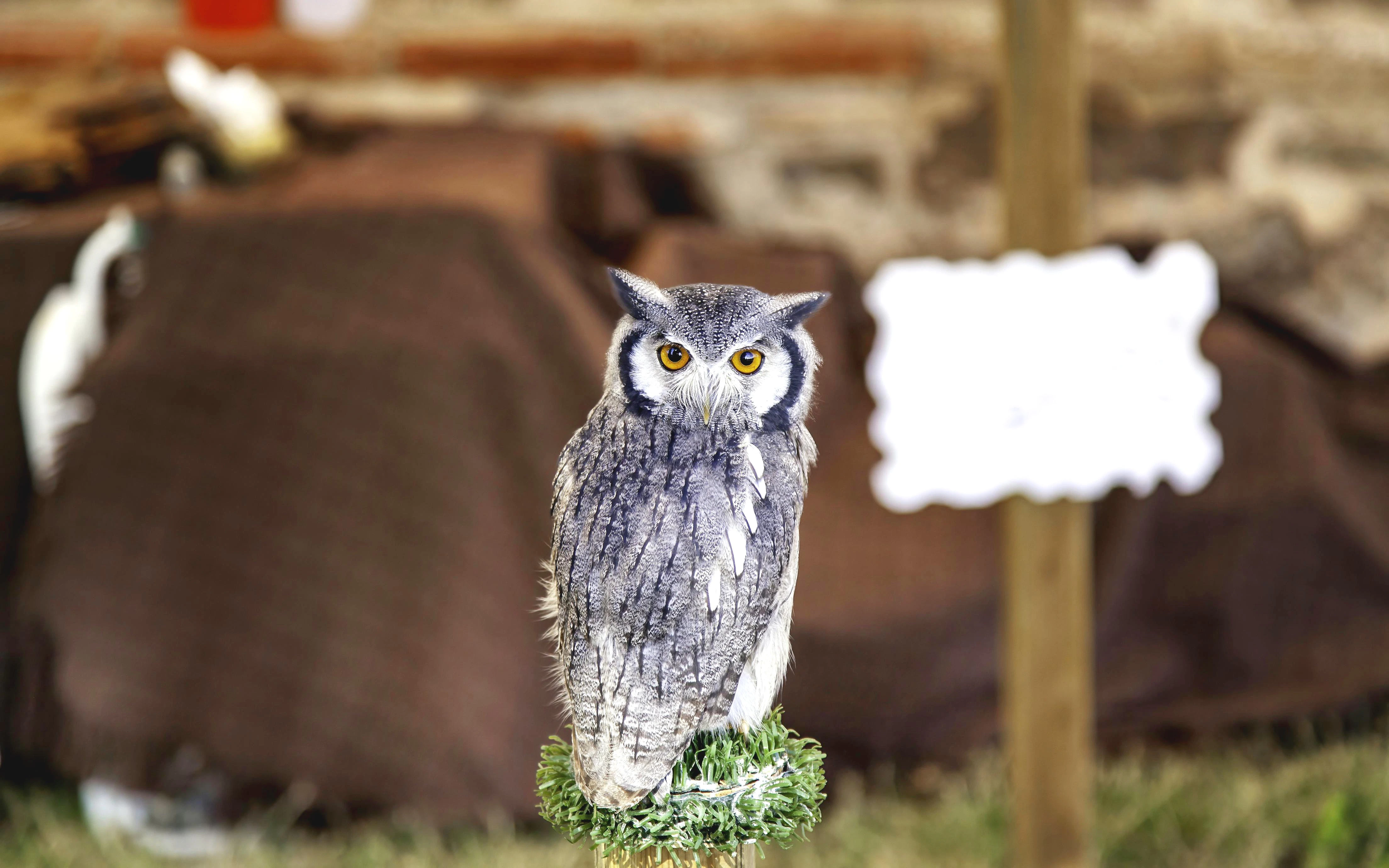 Eagle owl perched at Bali Bird Park display.