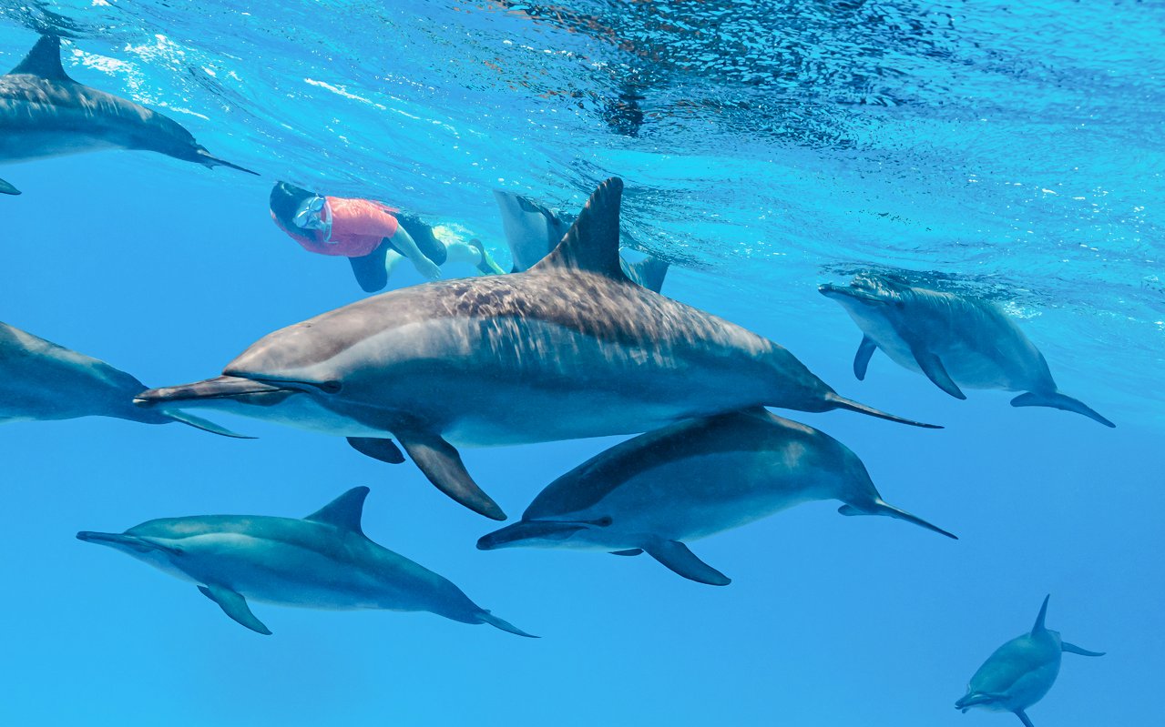 Snorkeler swimming with dolphins in the turquoise waters of the Red Sea, Hurghada.