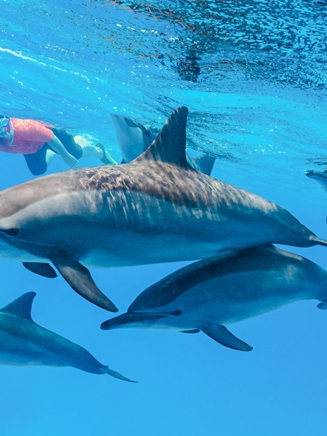 Snorkeler swimming with dolphins in the turquoise waters of the Red Sea, Hurghada.