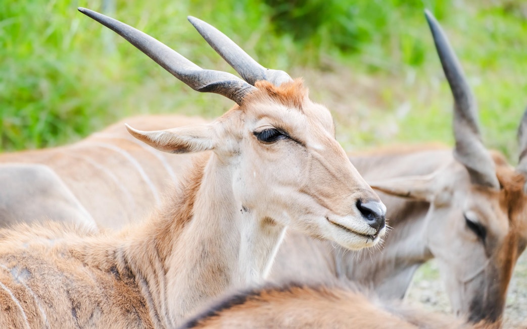 Antelope close-up at Taipei Zoo, showcasing its distinctive horns.