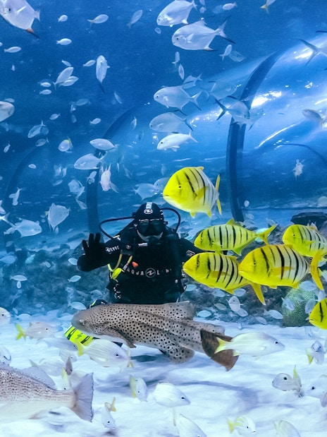 Diver surrounded by colorful fish in the National Aquarium Abu Dhabi.