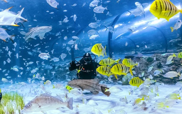Diver surrounded by colorful fish in the National Aquarium Abu Dhabi.