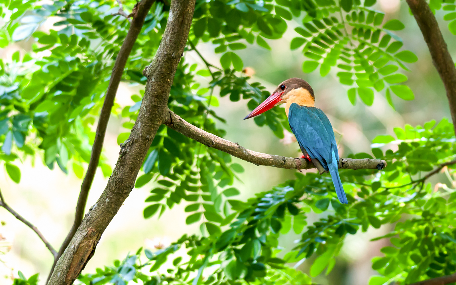 Kingfisher perched on a branch