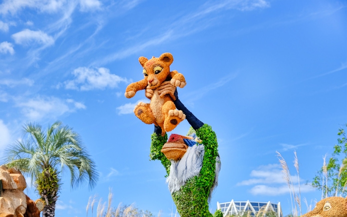 Lion King topiary display at EPCOT Flower Garden Festival, Walt Disney Resort Orlando.