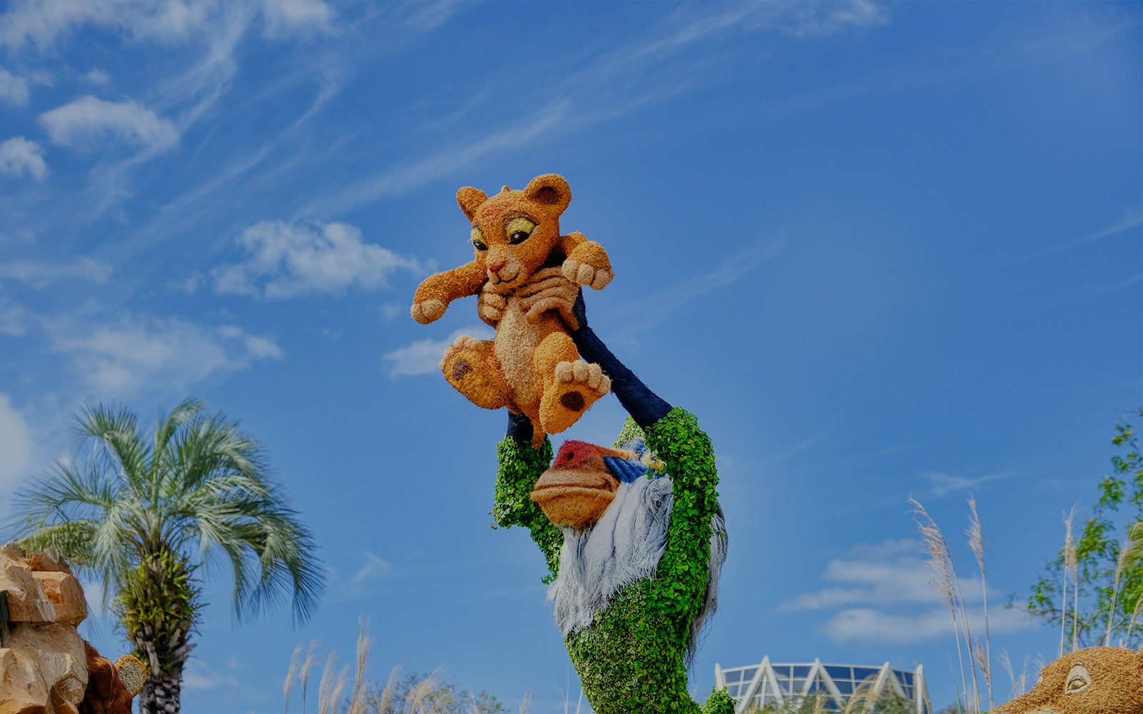 Lion King topiary display at EPCOT Flower Garden Festival, Walt Disney Resort Orlando.