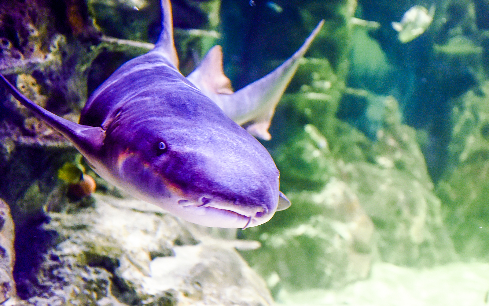 Shark swimming at SEA Life Brighton aquarium.