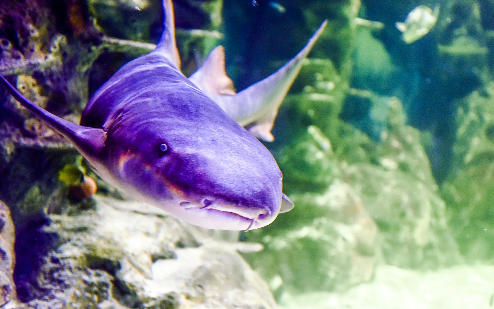 Shark swimming at SEA Life Brighton aquarium.