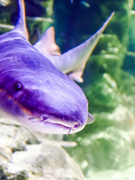 Shark swimming at SEA Life Brighton aquarium.