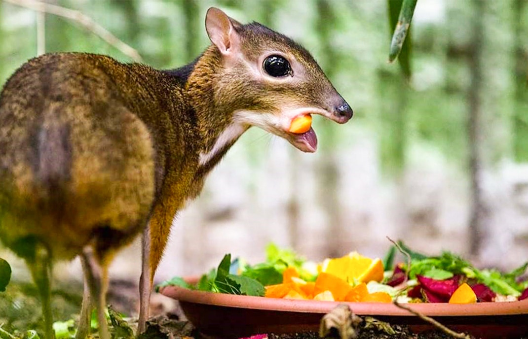 A'famosa malacca tickets