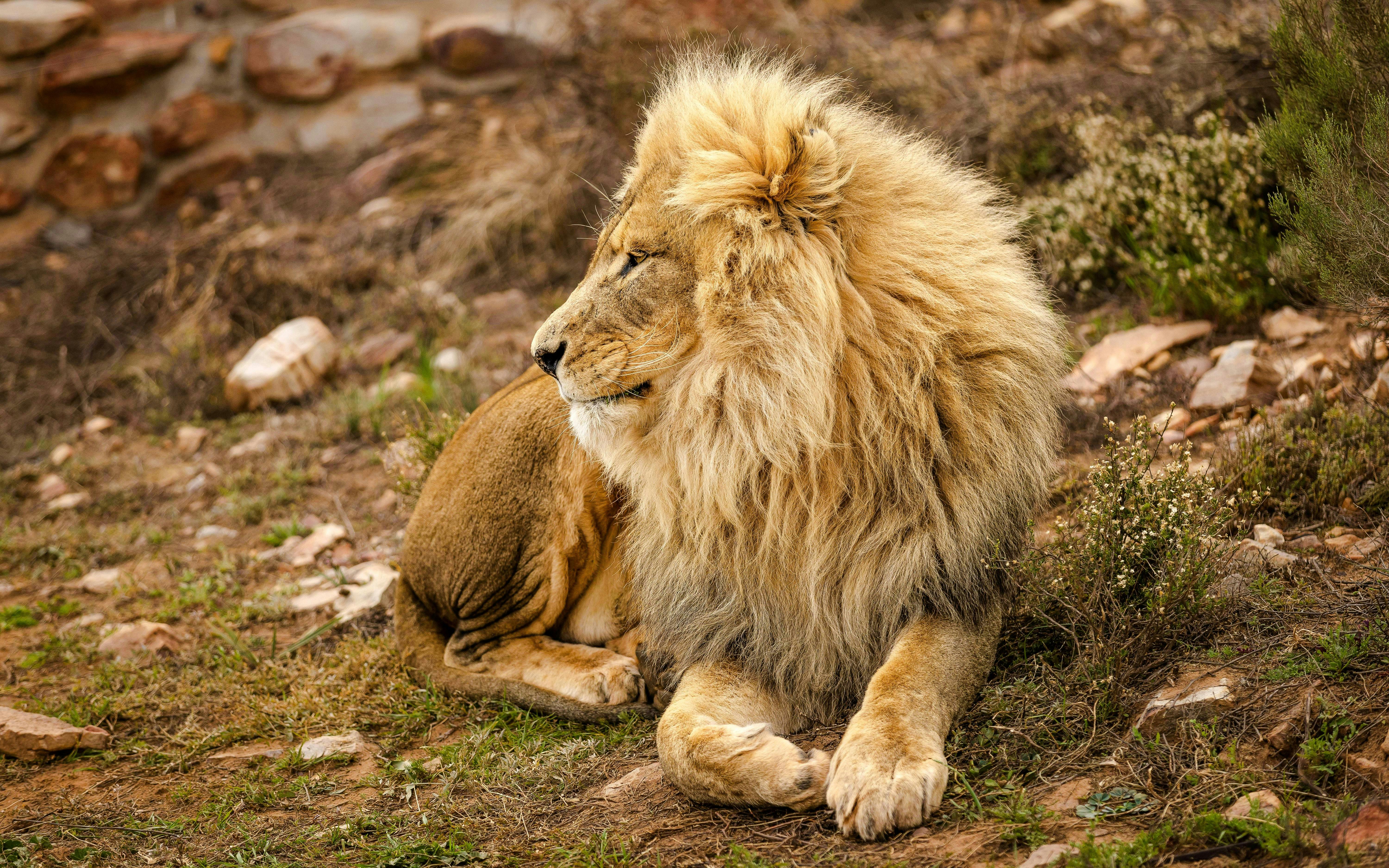 Lion resting at Aquila Private Game Reserve, Touws River, South Africa.