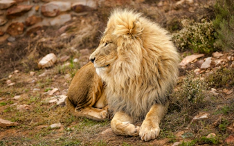 Lion resting at Aquila Private Game Reserve, Touws River, South Africa.