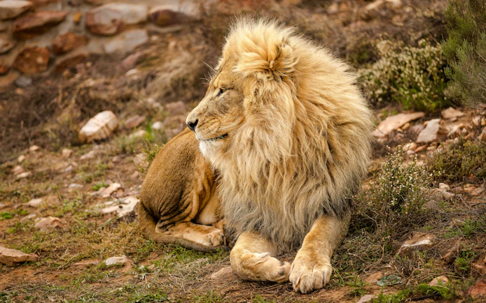Lion resting at Aquila Private Game Reserve, Touws River, South Africa.