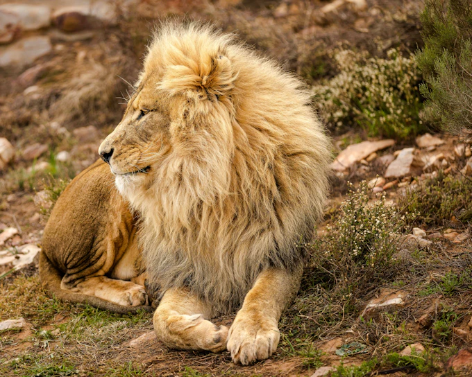 Cape Town Private Big-Five Safari Tour with Hotel Pickup and Fairview Wine & Cheese Tasting