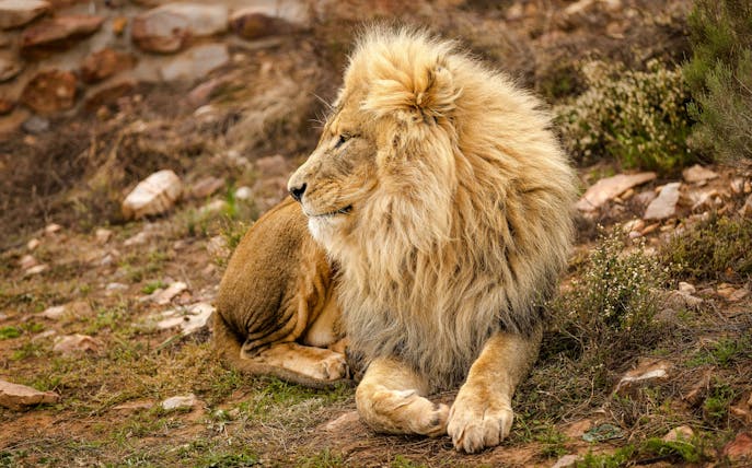 Lion resting at Aquila Private Game Reserve, Touws River, South Africa.