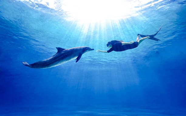 Swimming with dolphin at Singapore Oceanarium.