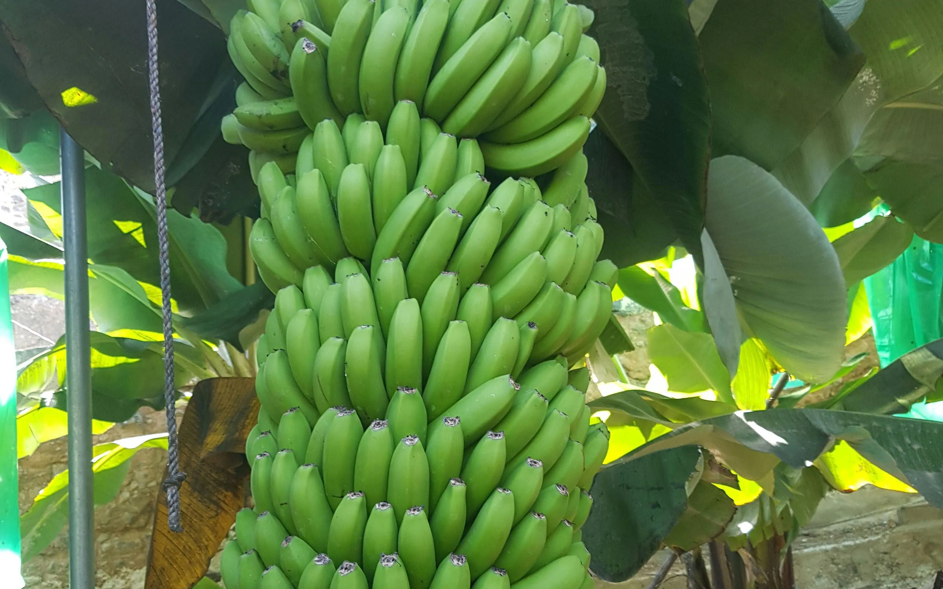 Bunch of green bananas growing at Banana World in Gran Canaria.
