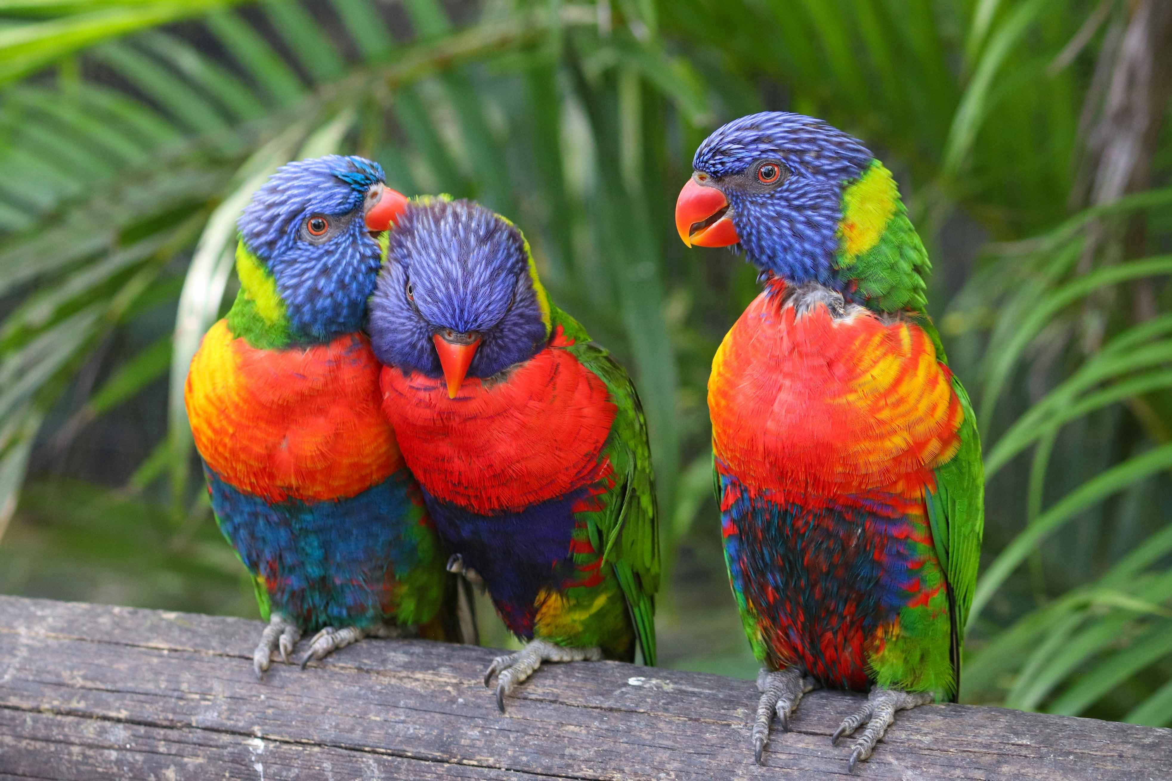 Acuario del Pacífico