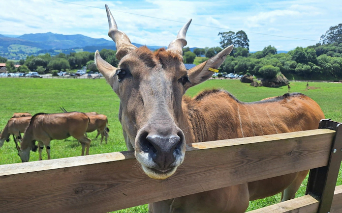 Eland antelope near fence at Cabárceno Nature Park with scenic hills in background.