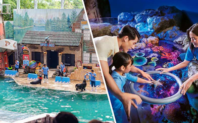 Seals performing tricks with trainers at Marine Park's themed show area.