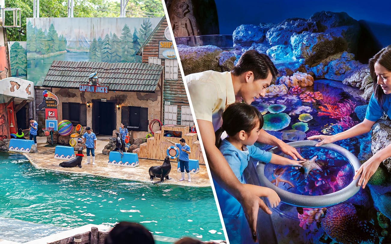 Seals performing tricks with trainers at Marine Park's themed show area.