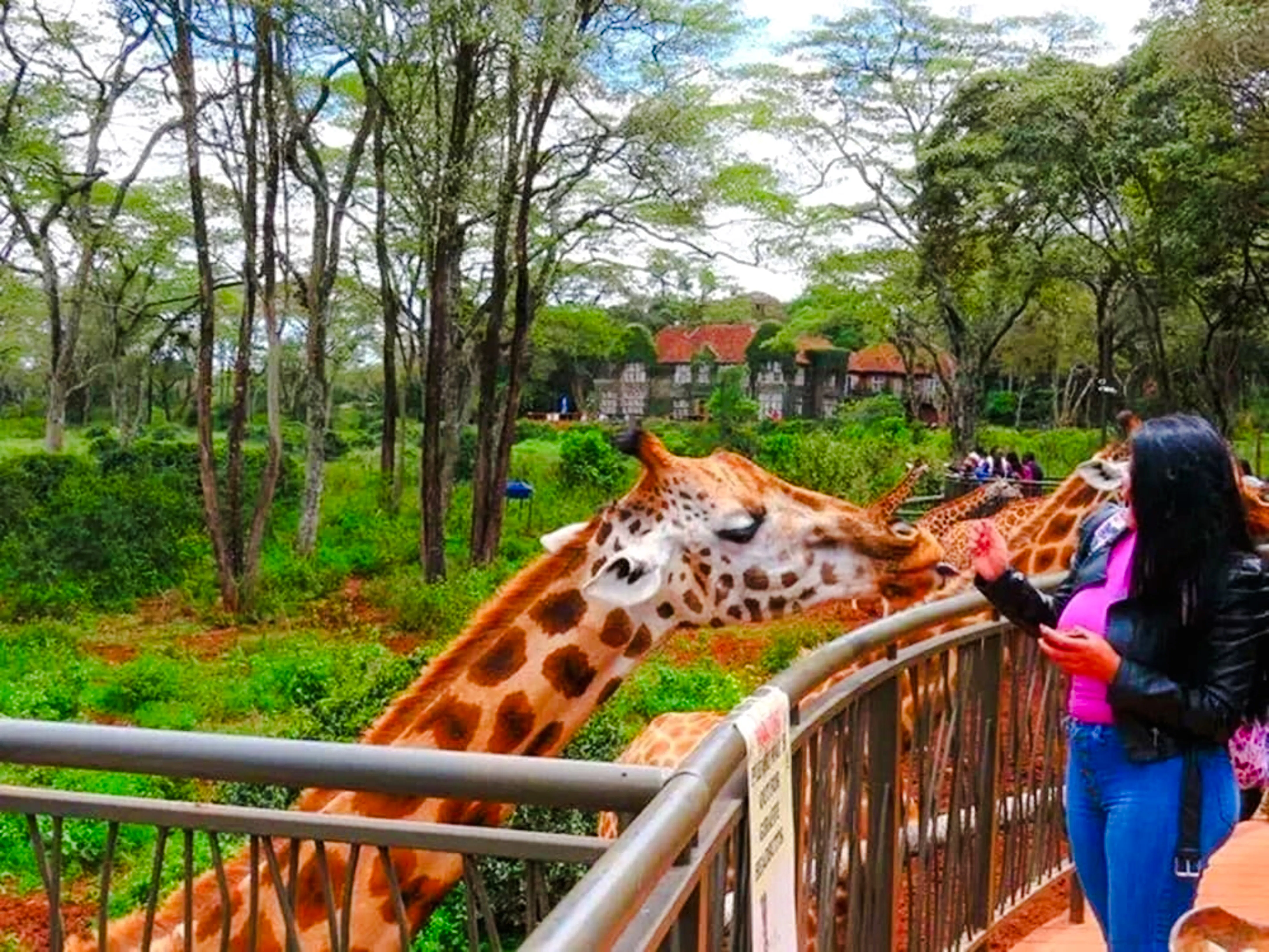 Giraffe being fed by a visitor at the Giraffe Center in Nairobi, surrounded by lush greenery.