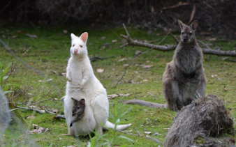 forfait de 5 jours « les incontournables de l'île » - cradle mountain, winegl-8