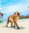 Monkey Beach