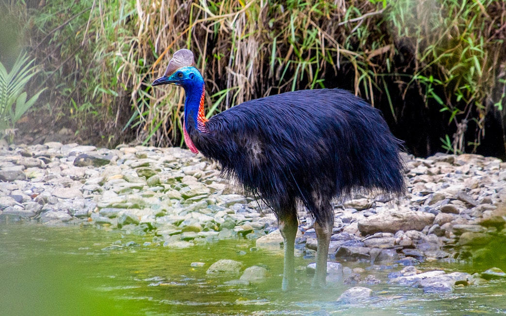 Cassowary standing by a stream at Zoo Aquarium Madrid.