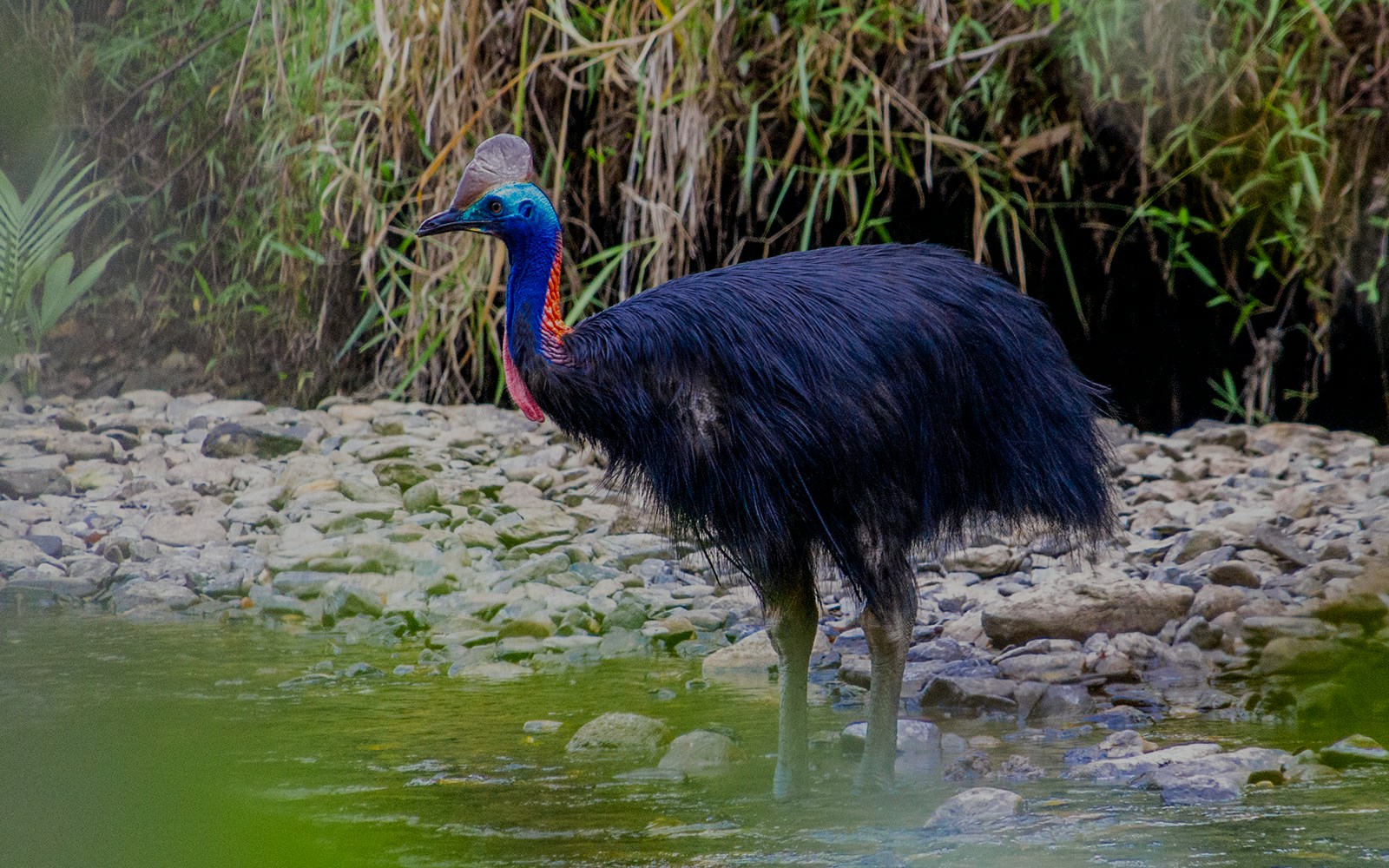 Cassowary standing by a stream at Zoo Aquarium Madrid.