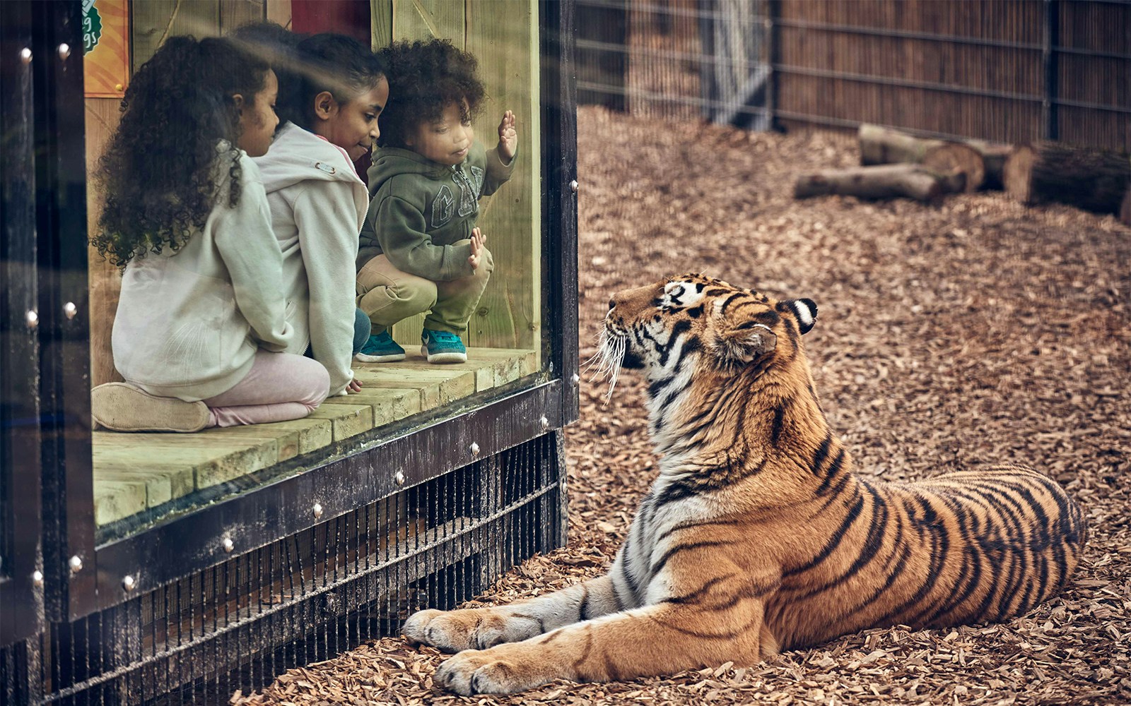 Children observing a tiger through glass at Chessington Zoo enclosure.