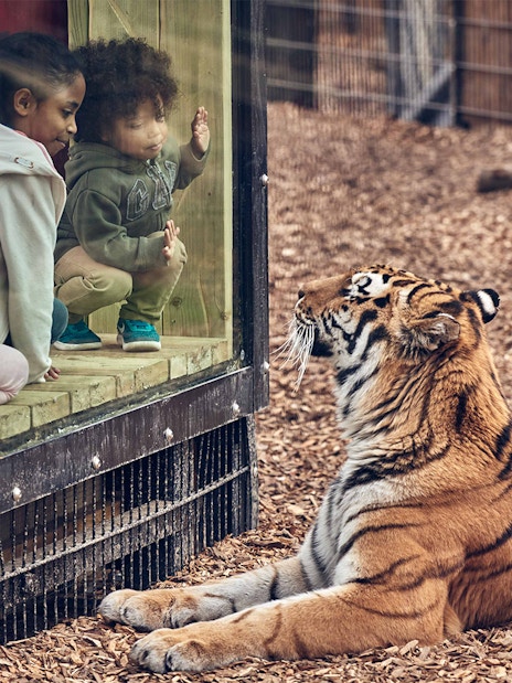 Children observing a tiger through glass at Chessington Zoo enclosure.