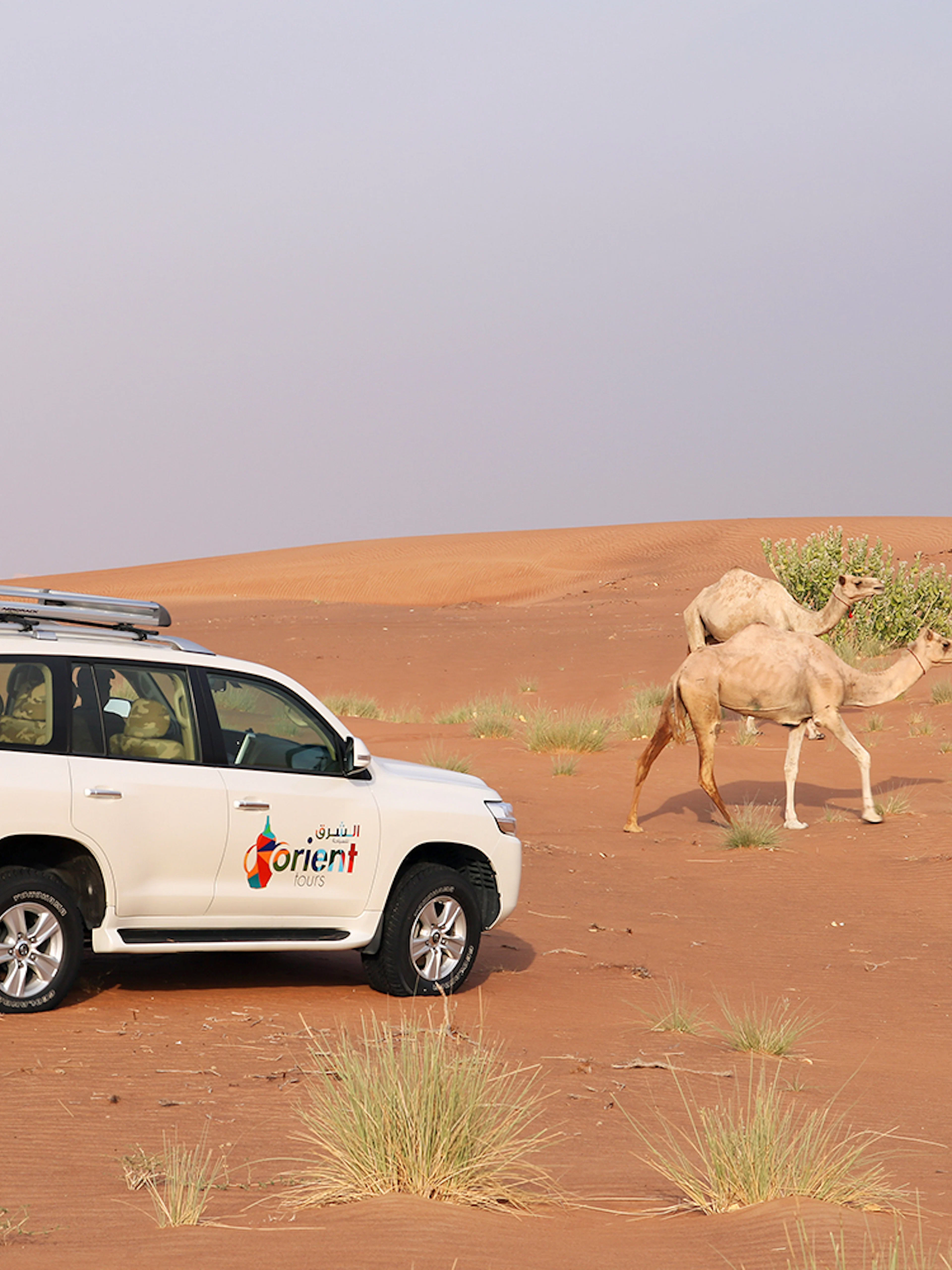 SUV on morning desert safari with camels, Abu Dhabi.