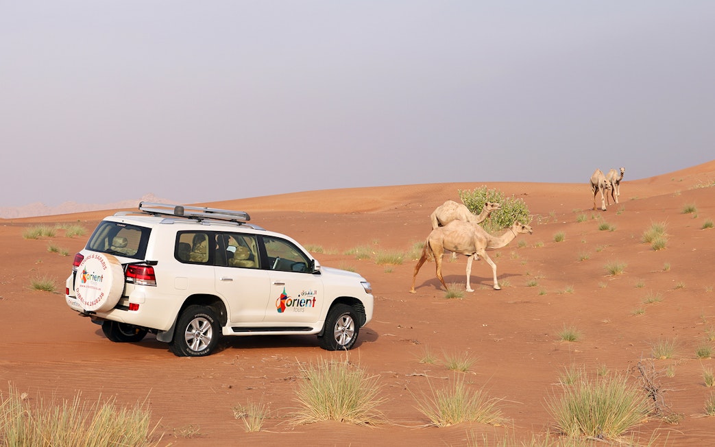 SUV on morning desert safari with camels, Abu Dhabi.