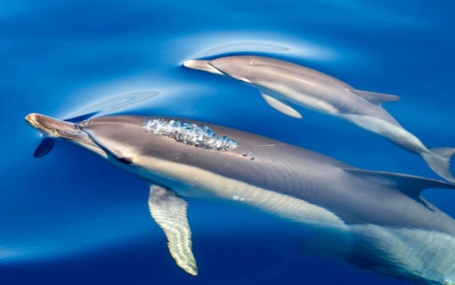 são miguel: bådtur med hvalsafari-2