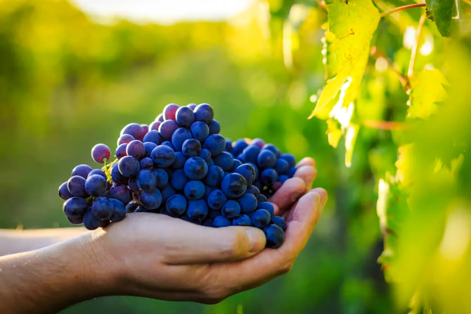 à partir de toronto : excursion d'après-midi dans la région viticole de niagara avec dégustations de vin-7