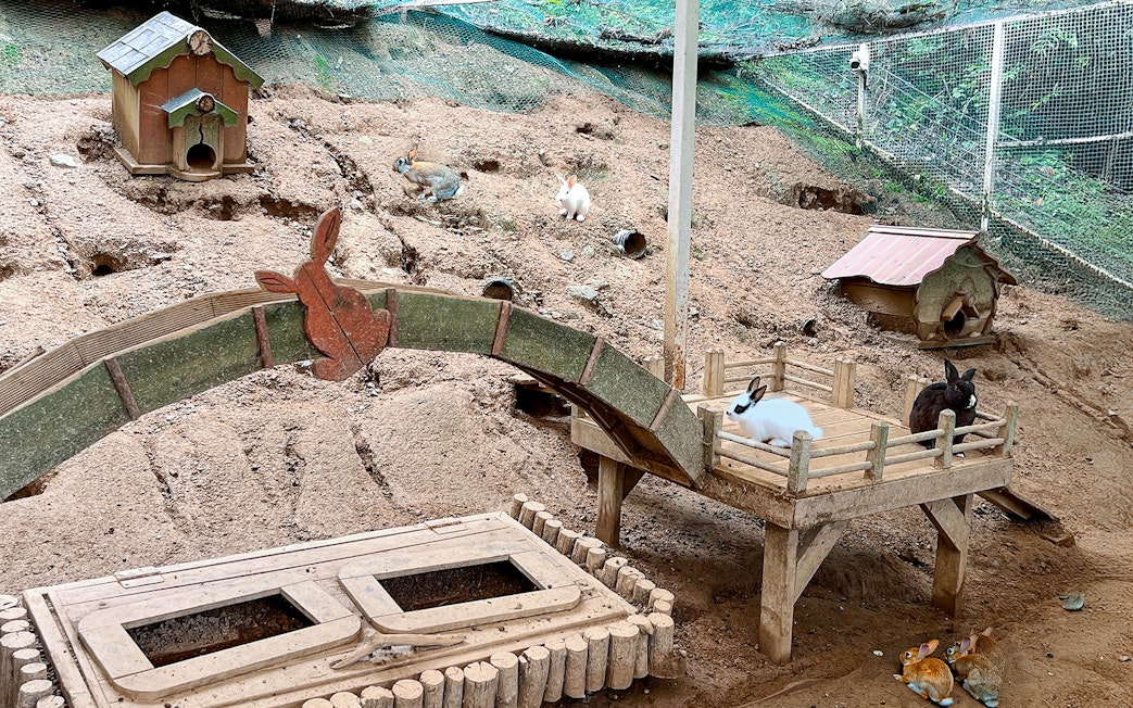 Rabbits in a play area with wooden structures at Alpaca World, South Korea.