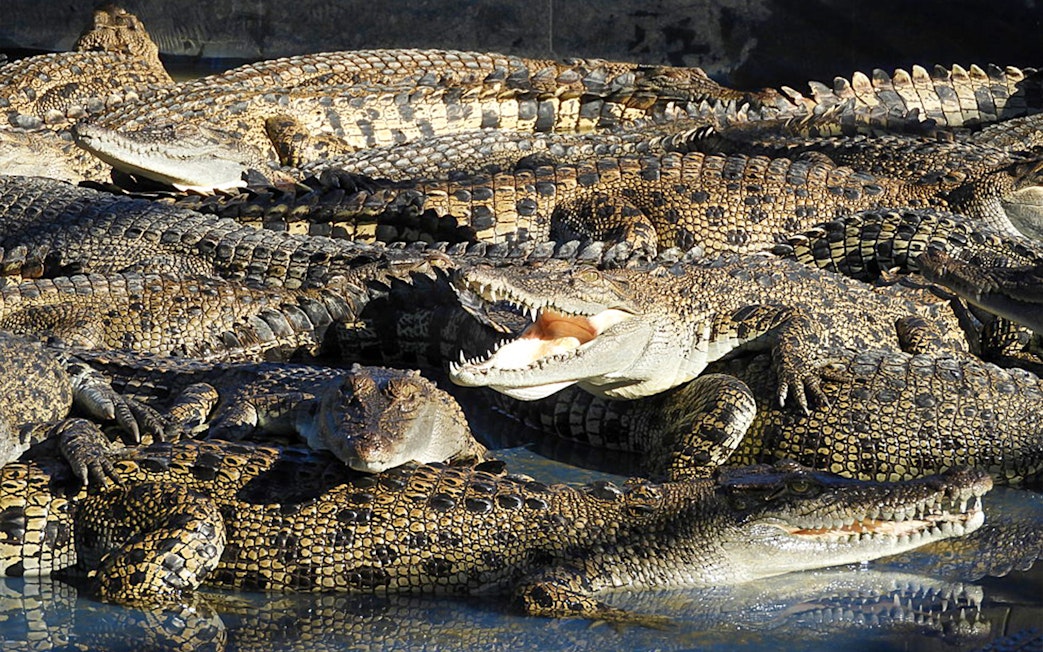 Crocodiles basking at Hartley's Crocodile Adventures in Australia.