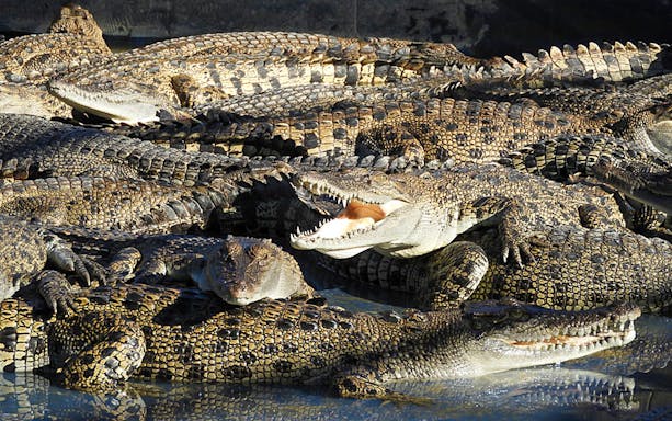 Crocodiles basking at Hartley's Crocodile Adventures in Australia.
