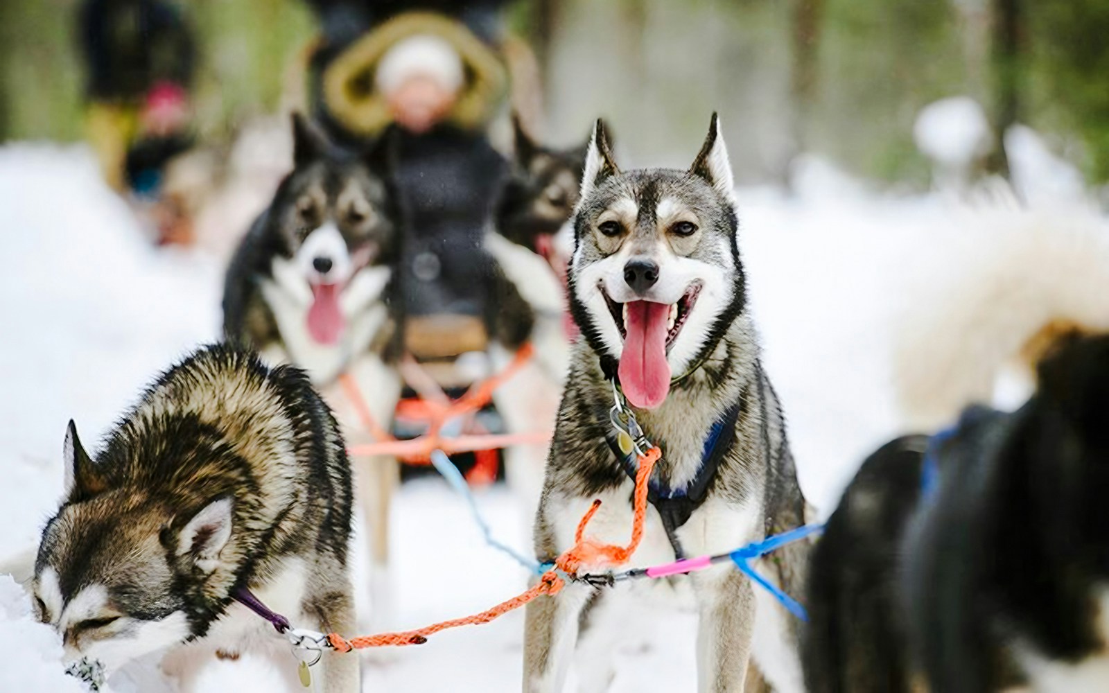 Huskies pulling a sled through snow at Santa Claus Village.