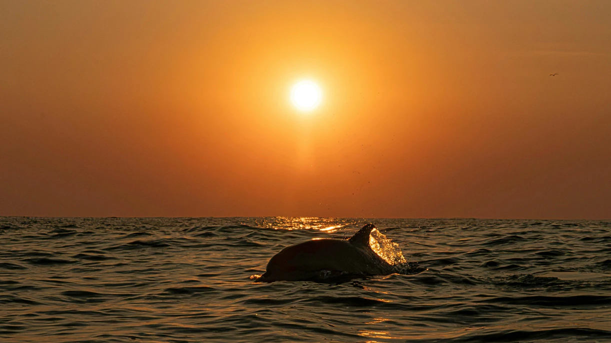 Common dolphin surfacing at sunset during the Sardine Run in South Africa.