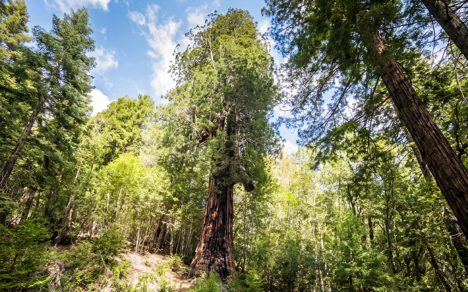 Wolf Tree in San Francisco forest during Willits' Historic Wolf Tree Turn tour.