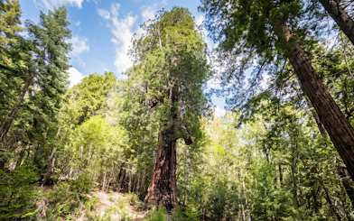 Wolf Tree in San Francisco forest during Willits' Historic Wolf Tree Turn tour.