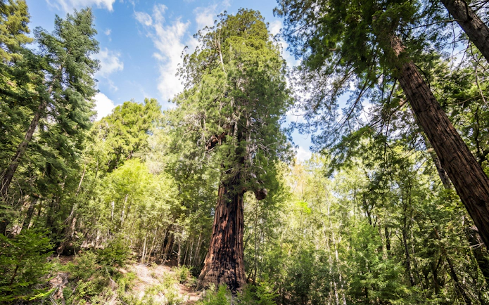 Wolf Tree in San Francisco forest during Willits' Historic Wolf Tree Turn tour.