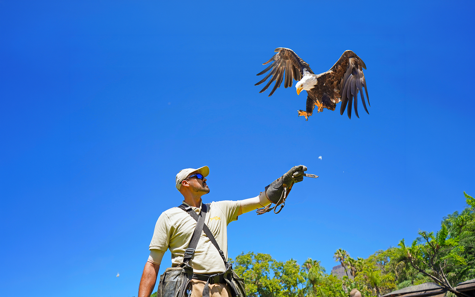 Bird trainer with eagle in flight at Jungle Park Tenerife.