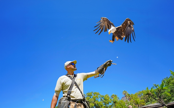 Bird trainer with eagle in flight at Jungle Park Tenerife.