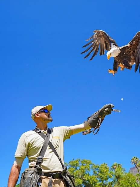 Bird trainer with eagle in flight at Jungle Park Tenerife.