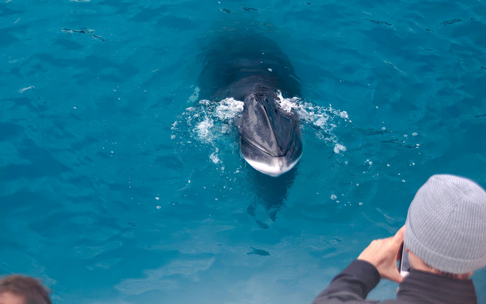Whale surfacing near boat on Whales & Puffins Express Cruise, Reykjavik.