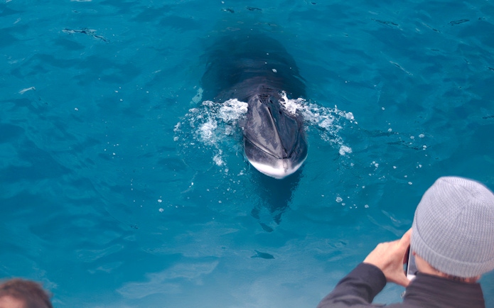 Whale surfacing near boat on Whales & Puffins Express Cruise, Reykjavik.
